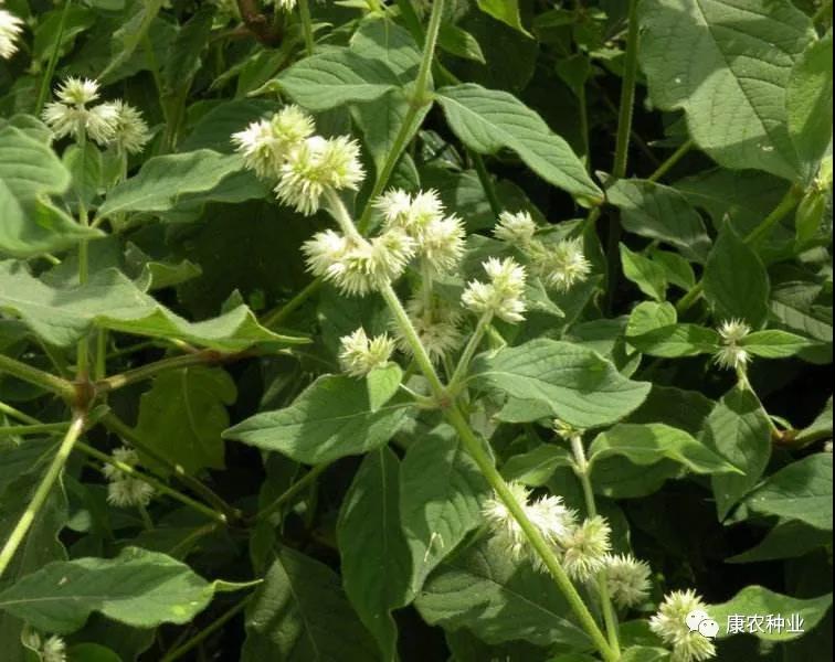 1604375868626917.jpg 微信图片_20201103115502.jpg