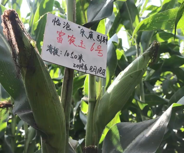 富农玉6号玉米基地