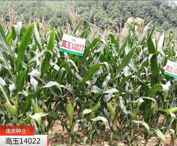 高玉14022玉米基地