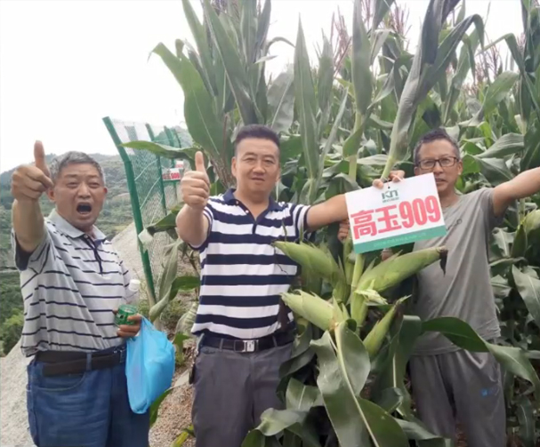 高玉909玉米基地