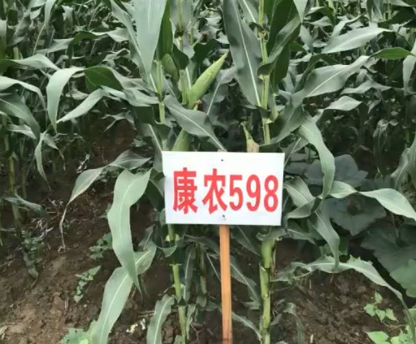 康农玉598玉米基地
