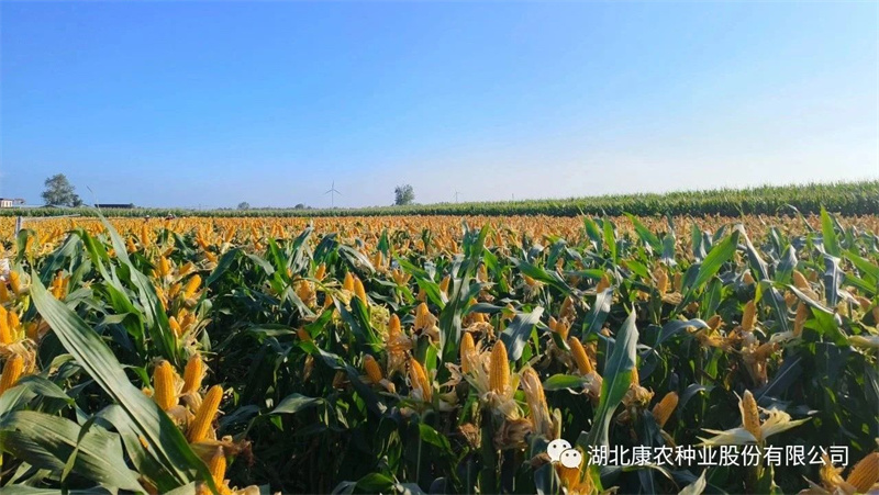 1691977253150484.jpg 微信图片_20230814093151.jpg