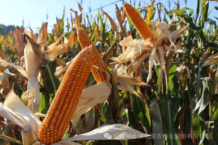 1733895895146660.jpg 1(1).jpg