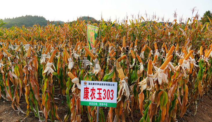康农玉303