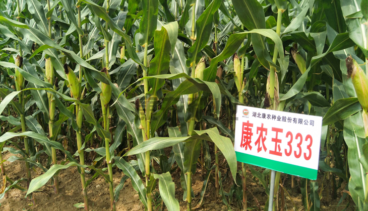 康农玉333