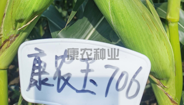 康农玉706