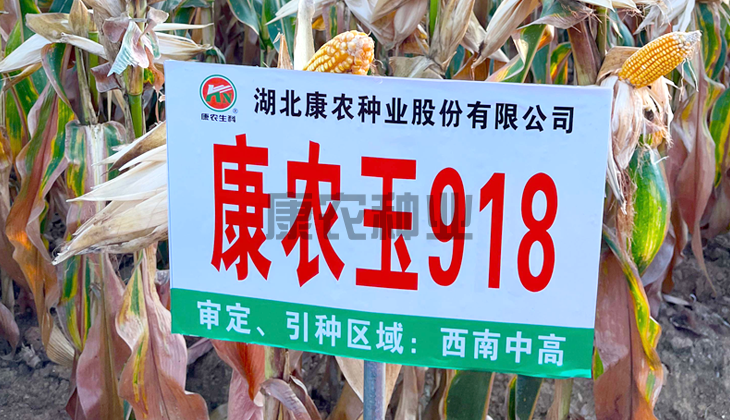 康农玉918