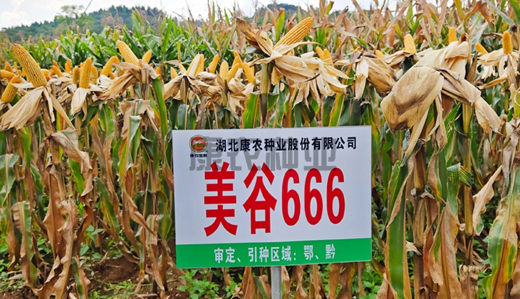 美谷666