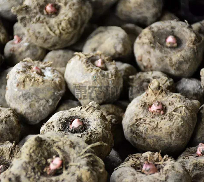 Qingjiang flower Konjac conventional species (disinfection and dehydration)