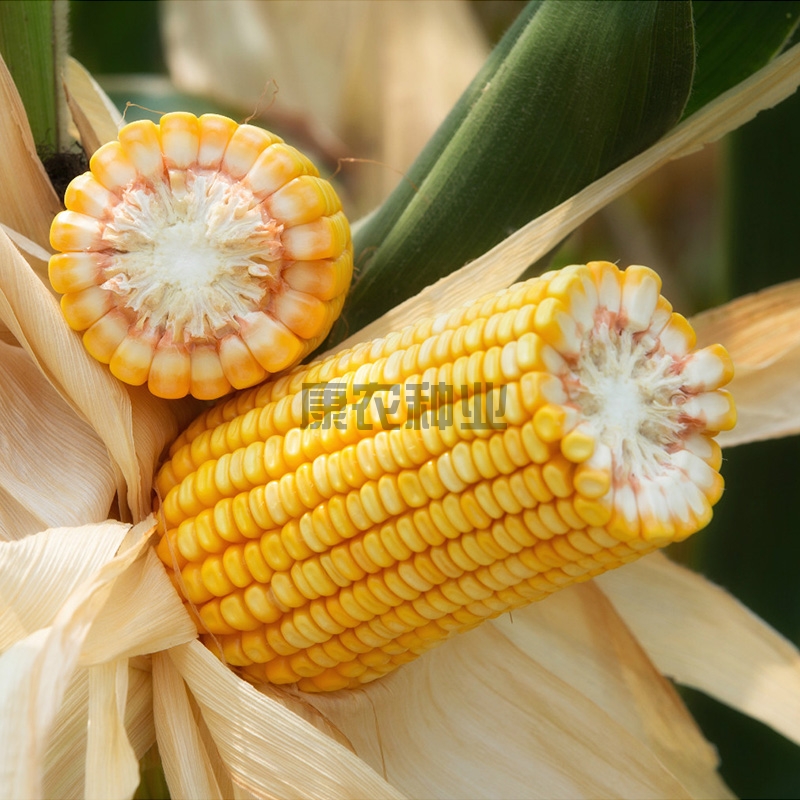 Connon Corn 999