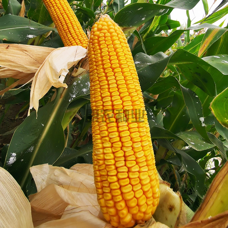 Connon Corn109