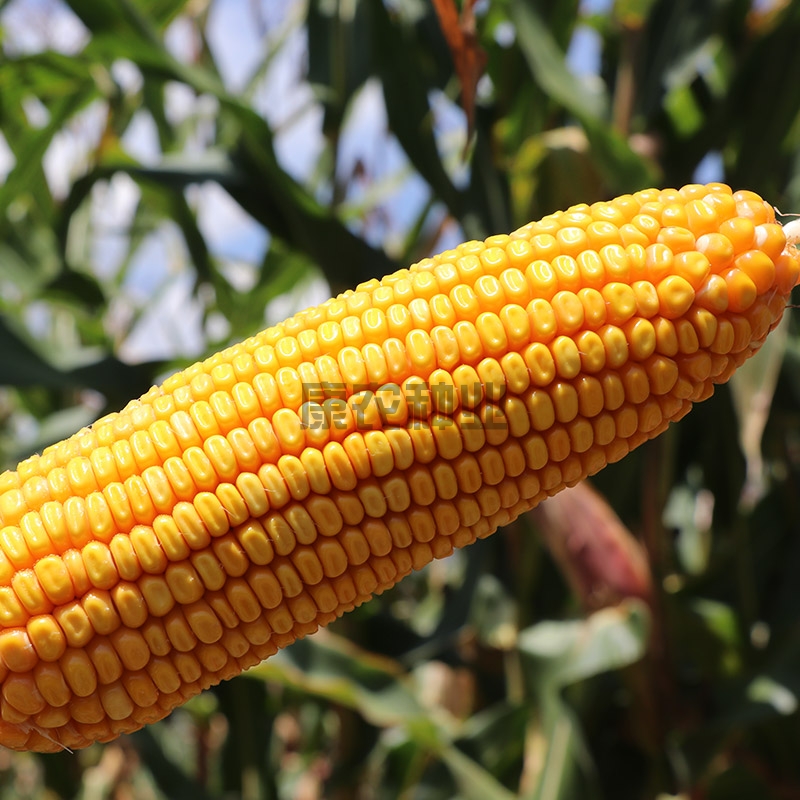 Connon Corn 598